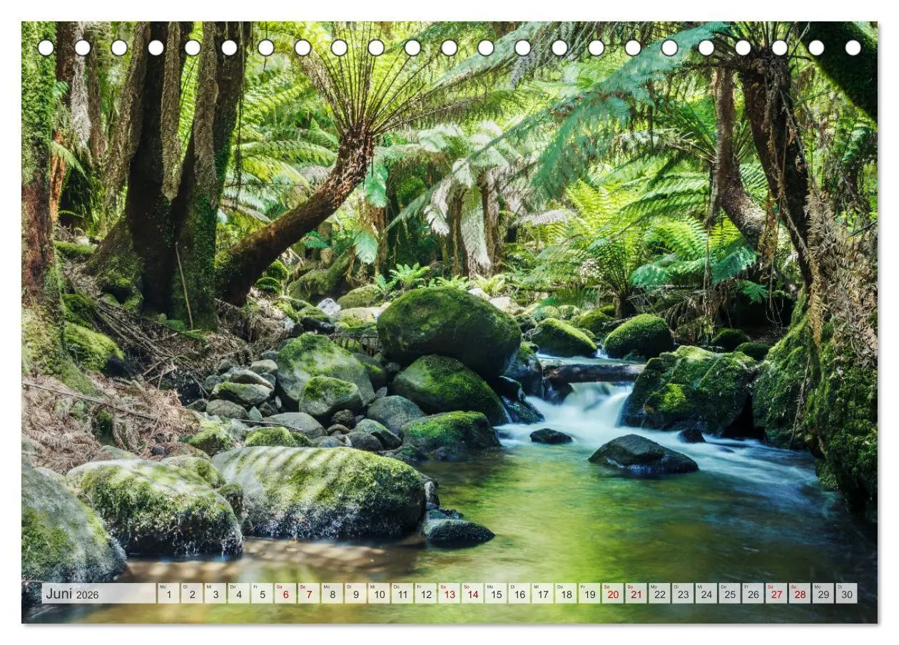 Bild: 9783457571422 | Wälder der Welt (Tischkalender 2026 DIN A5 quer), CALVENDO...