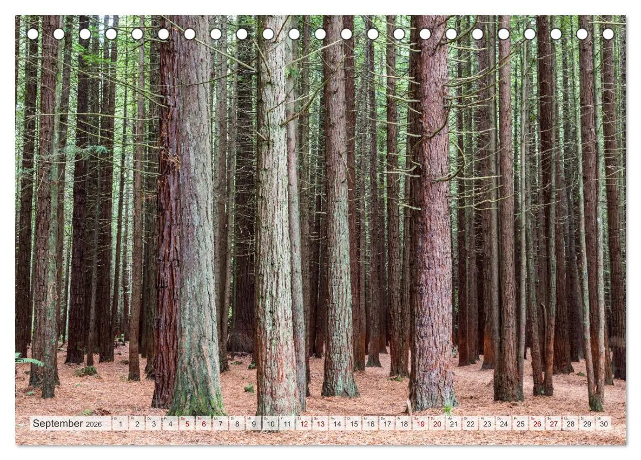 Bild: 9783457571422 | Wälder der Welt (Tischkalender 2026 DIN A5 quer), CALVENDO...