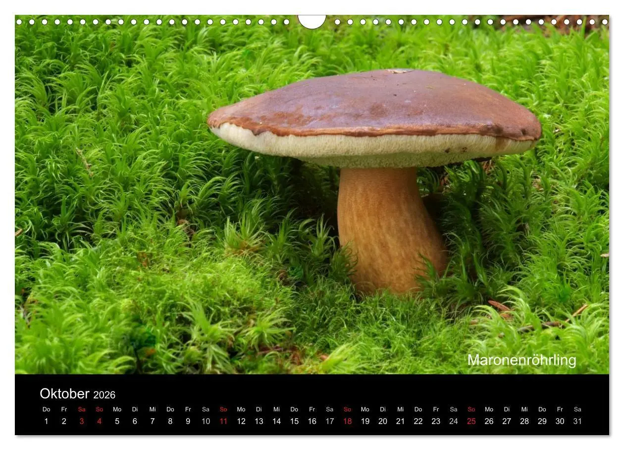 Bild: 9783516111422 | Pilzkalender (Wandkalender 2026 DIN A3 quer), CALVENDO Monatskalender
