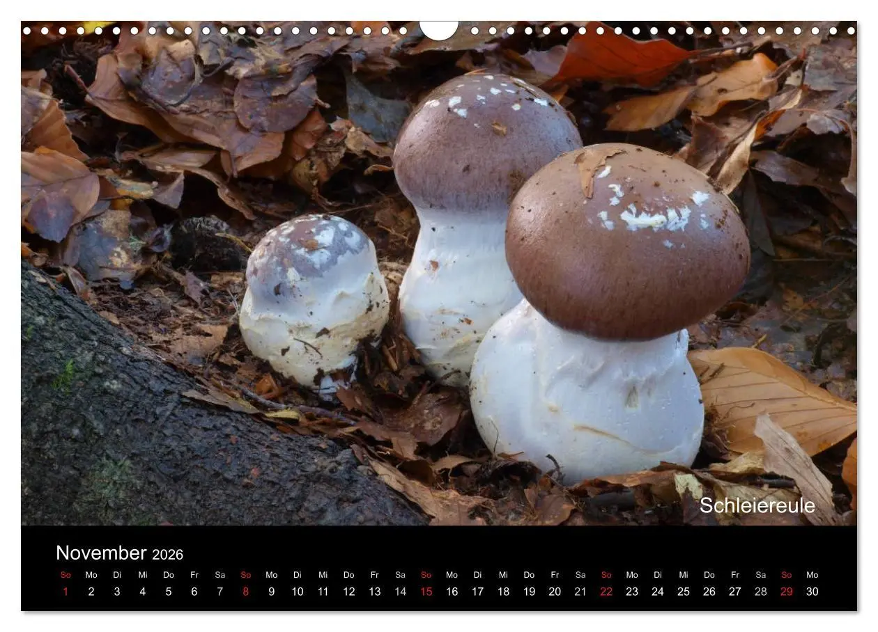 Bild: 9783516111422 | Pilzkalender (Wandkalender 2026 DIN A3 quer), CALVENDO Monatskalender