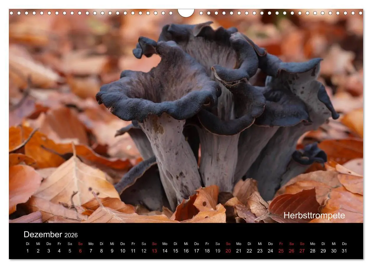 Bild: 9783516111422 | Pilzkalender (Wandkalender 2026 DIN A3 quer), CALVENDO Monatskalender