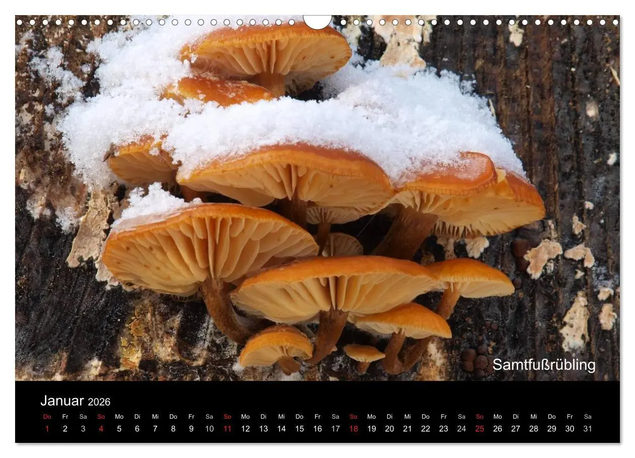 Bild: 9783516111422 | Pilzkalender (Wandkalender 2026 DIN A3 quer), CALVENDO Monatskalender