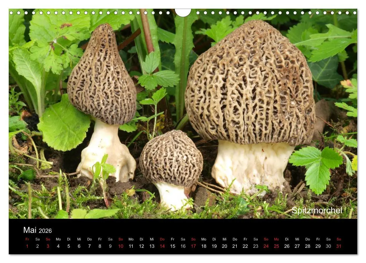 Bild: 9783516111422 | Pilzkalender (Wandkalender 2026 DIN A3 quer), CALVENDO Monatskalender