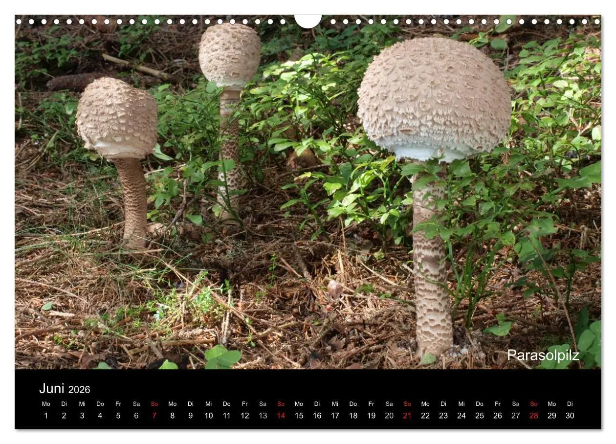Bild: 9783516111422 | Pilzkalender (Wandkalender 2026 DIN A3 quer), CALVENDO Monatskalender