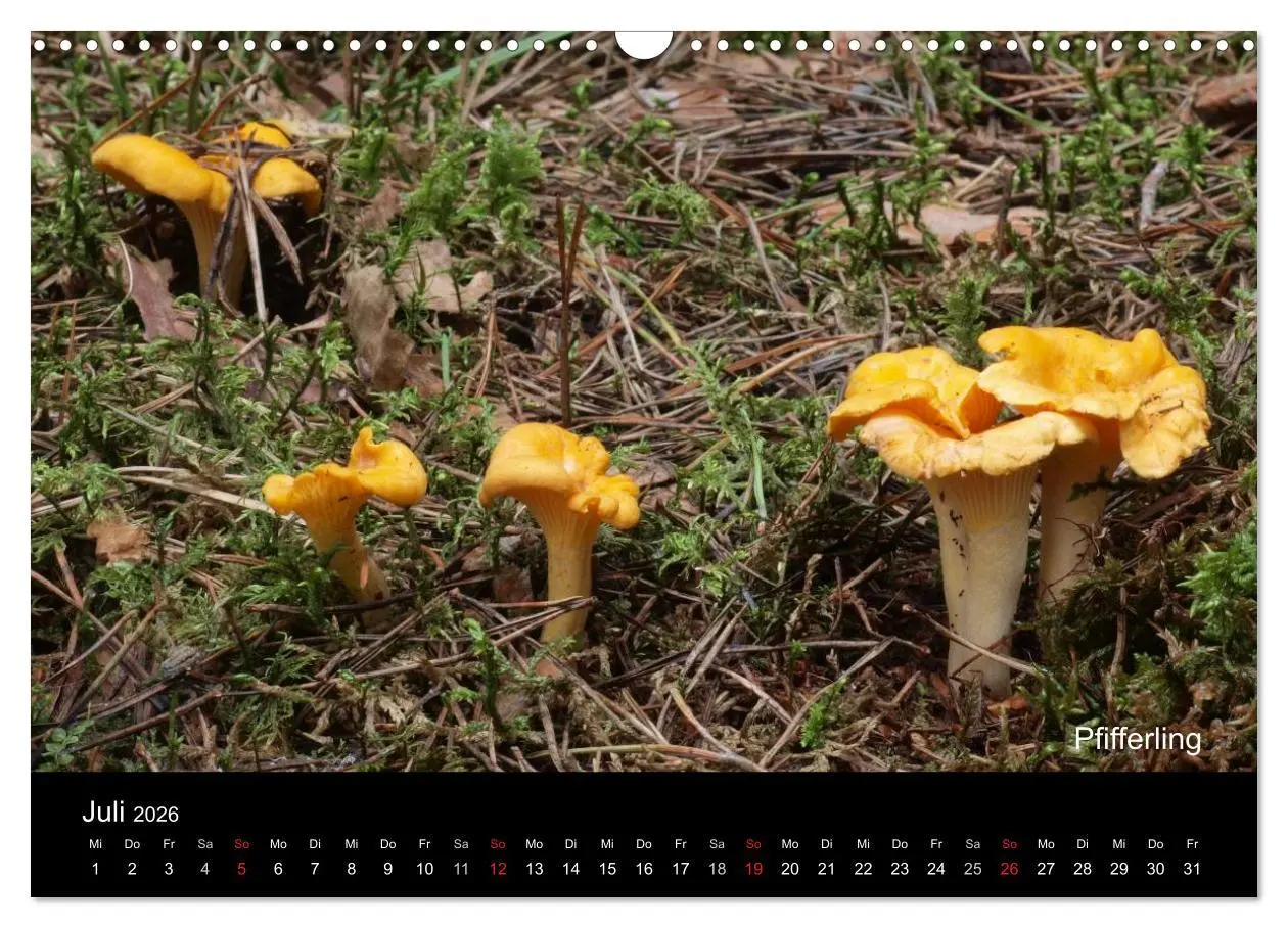 Bild: 9783516111422 | Pilzkalender (Wandkalender 2026 DIN A3 quer), CALVENDO Monatskalender