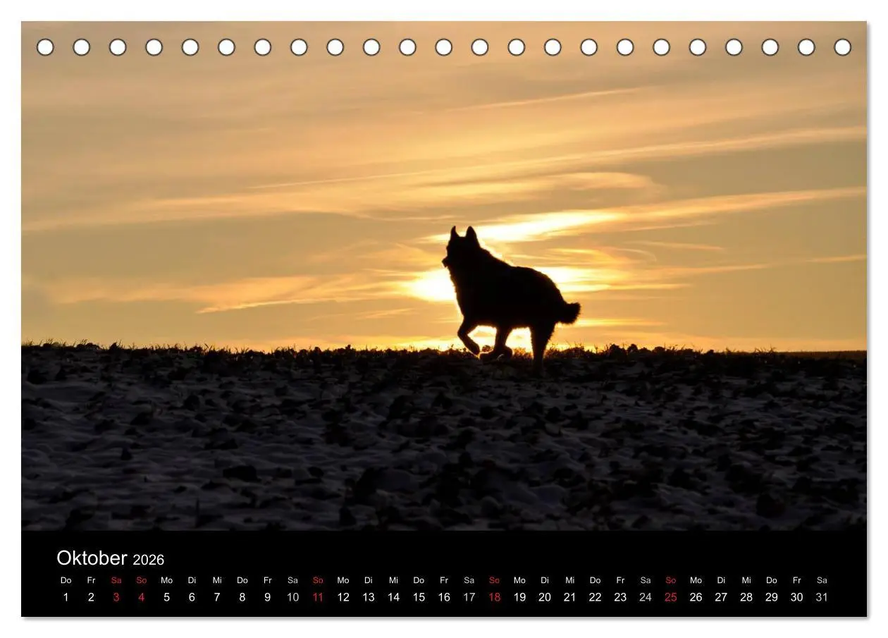 Bild: 9783516101522 | Sibirische Huskys aus Deutschland (Tischkalender 2026 DIN A5 quer),...