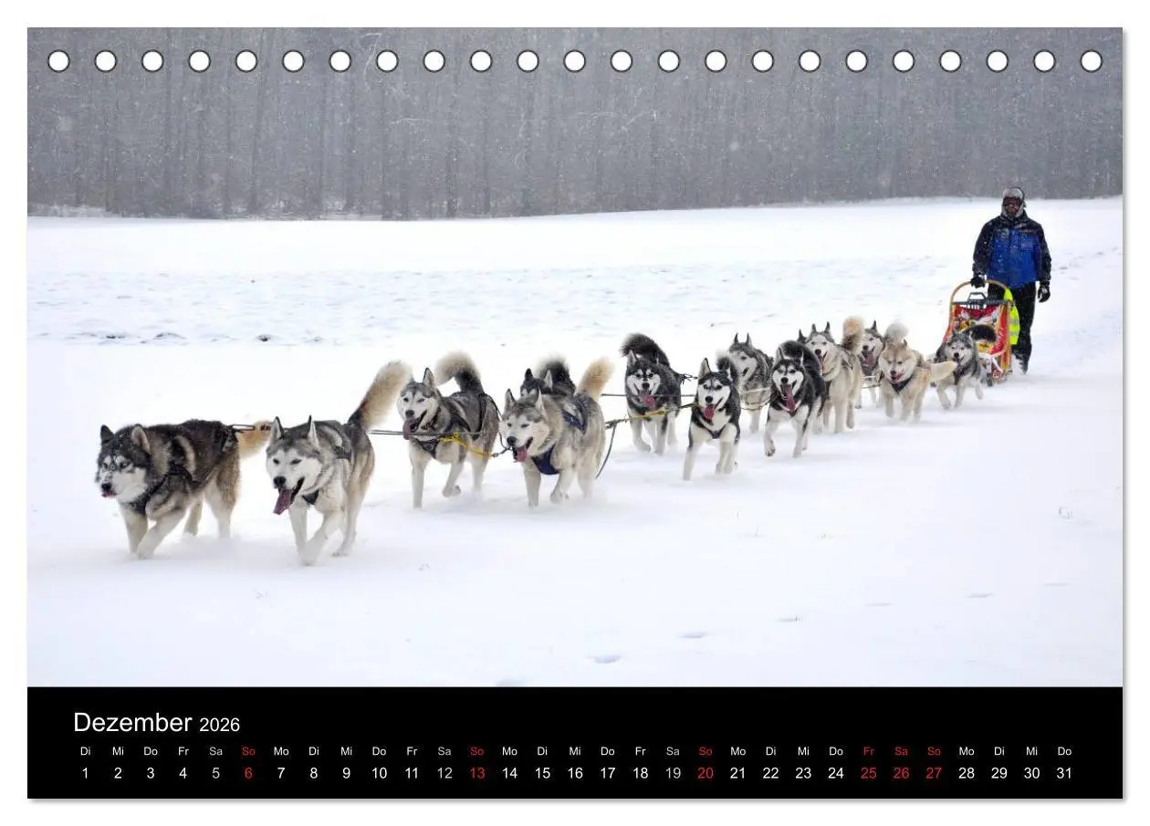 Bild: 9783516101522 | Sibirische Huskys aus Deutschland (Tischkalender 2026 DIN A5 quer),...