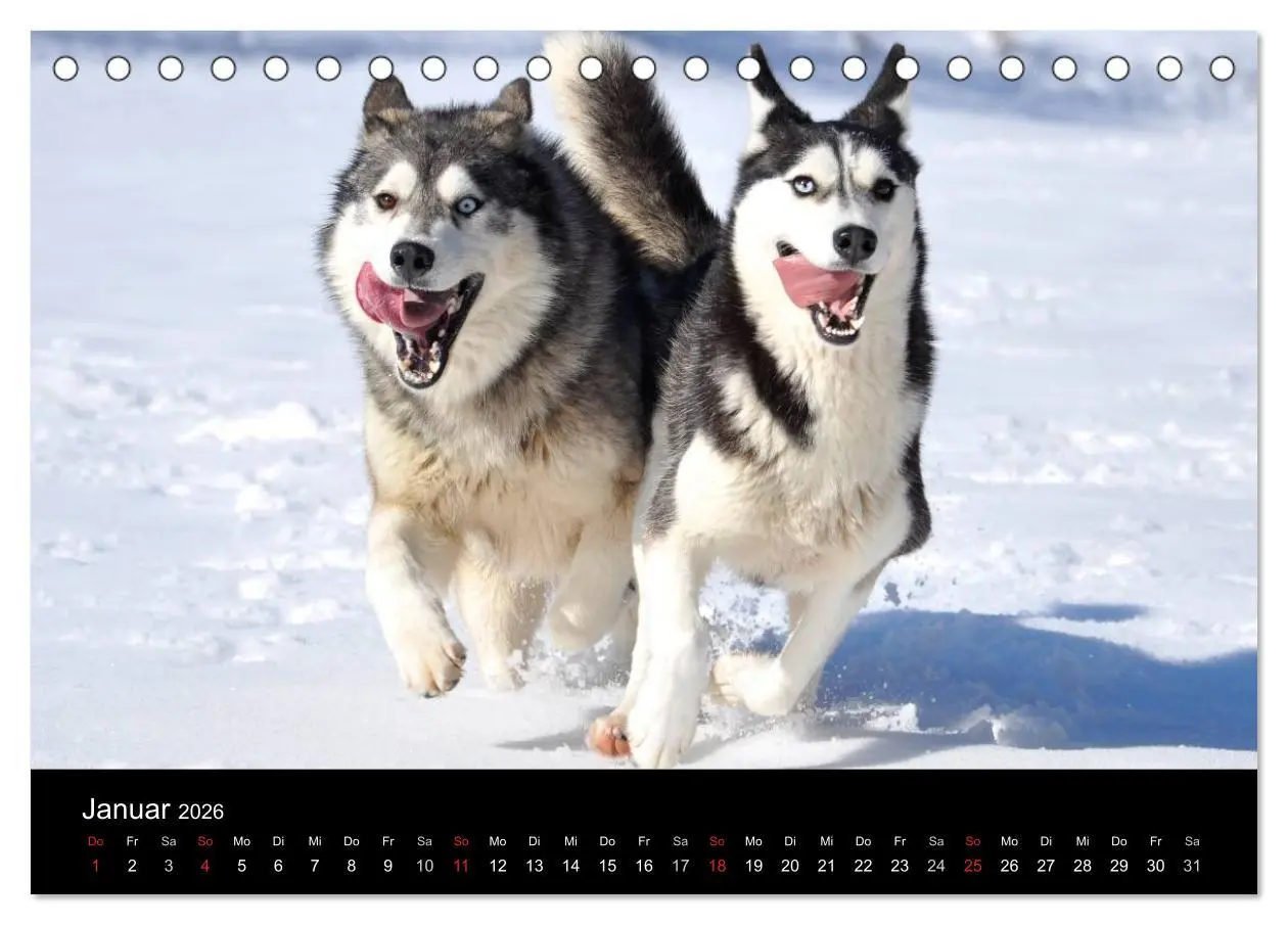 Bild: 9783516101522 | Sibirische Huskys aus Deutschland (Tischkalender 2026 DIN A5 quer),...