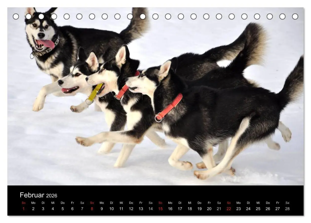 Bild: 9783516101522 | Sibirische Huskys aus Deutschland (Tischkalender 2026 DIN A5 quer),...