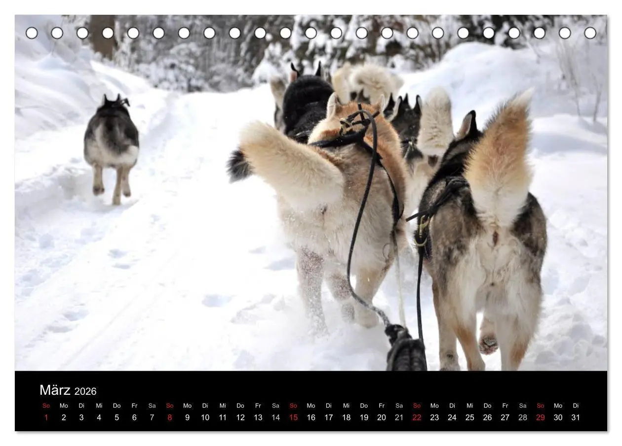 Bild: 9783516101522 | Sibirische Huskys aus Deutschland (Tischkalender 2026 DIN A5 quer),...