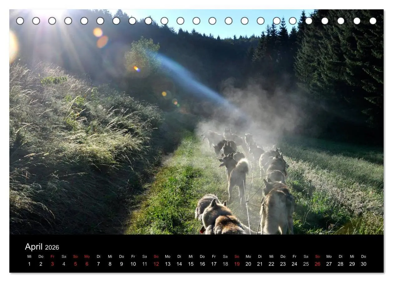 Bild: 9783516101522 | Sibirische Huskys aus Deutschland (Tischkalender 2026 DIN A5 quer),...