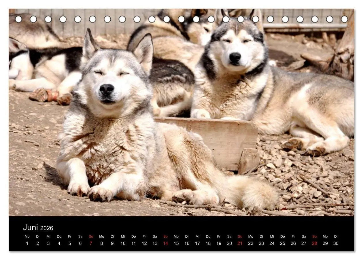 Bild: 9783516101522 | Sibirische Huskys aus Deutschland (Tischkalender 2026 DIN A5 quer),...