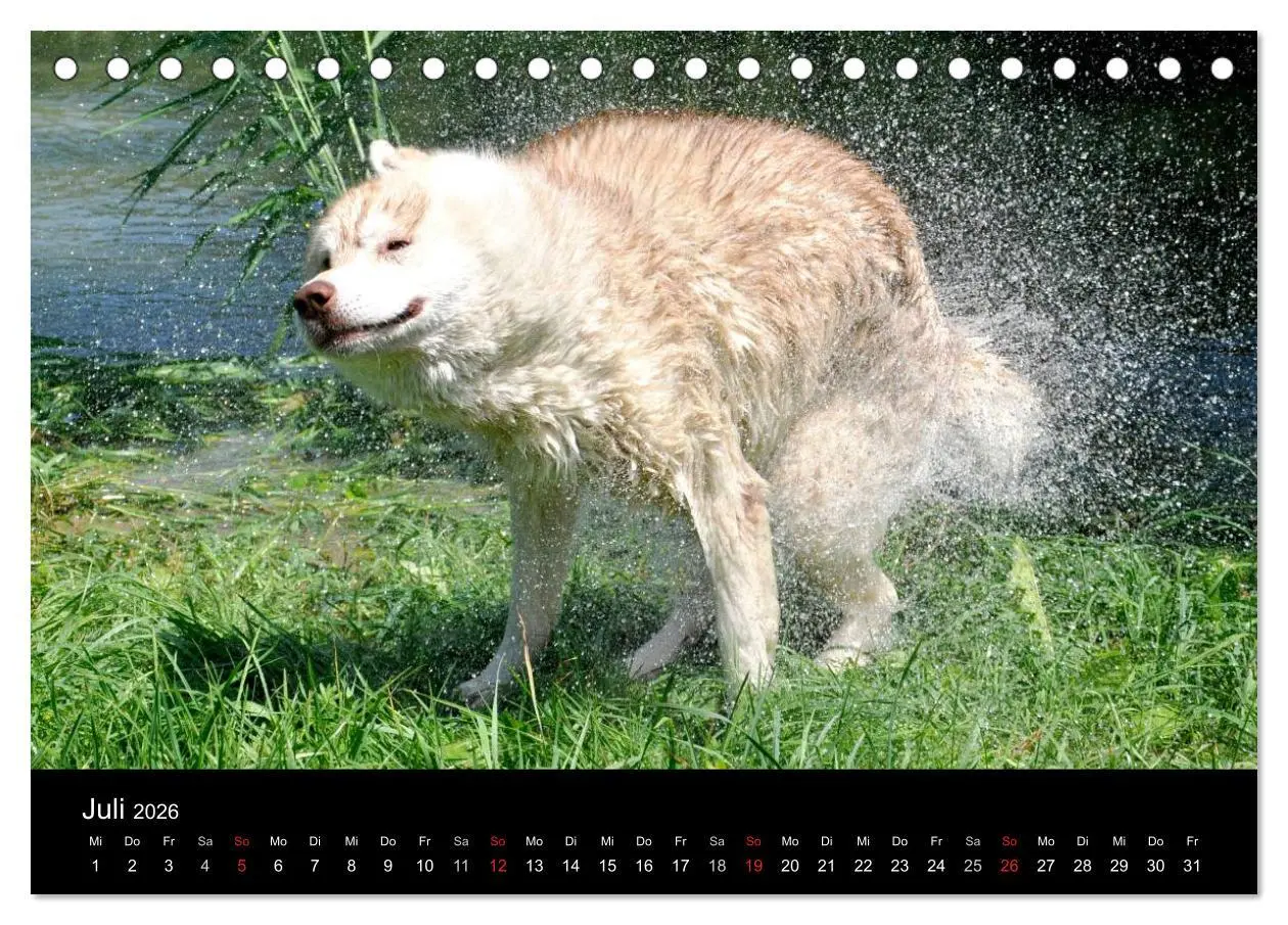 Bild: 9783516101522 | Sibirische Huskys aus Deutschland (Tischkalender 2026 DIN A5 quer),...