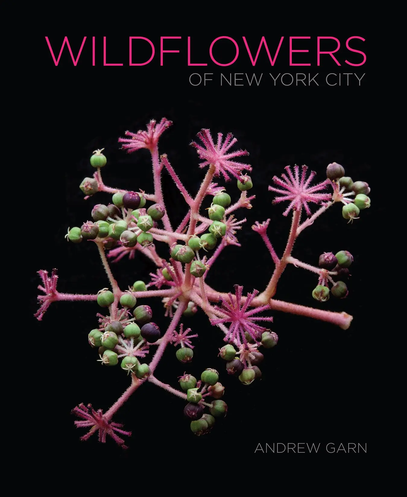 Cover: 9781501751622 | Wildflowers of New York City | Andrew Garn | Buch | Englisch | 2021