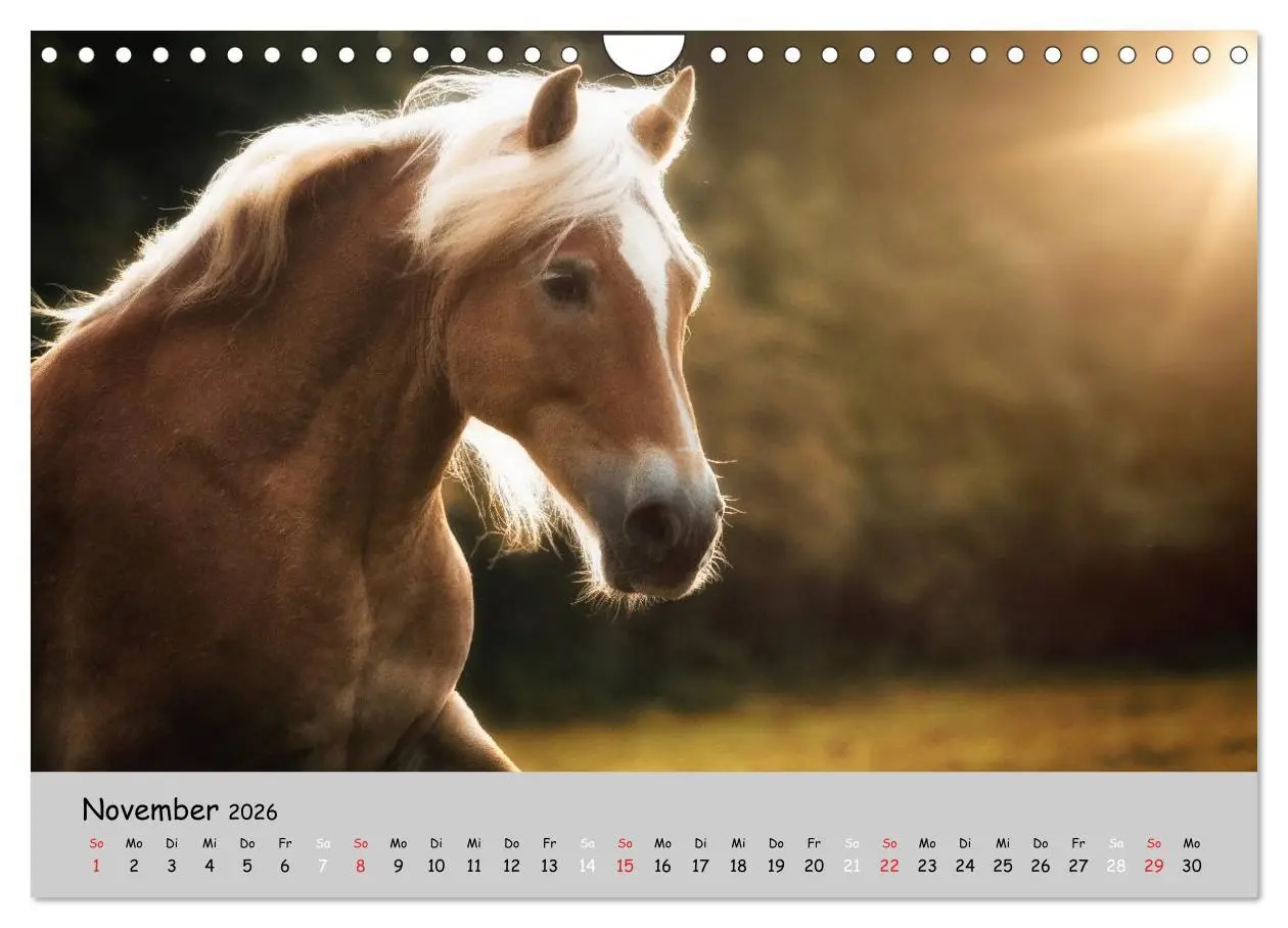 Bild: 9783516021622 | Pferde - Anmut und Stärke gepaart mit Magie (Wandkalender 2026 DIN...