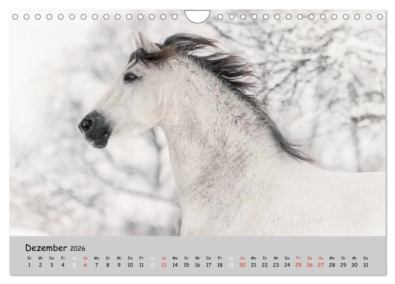 Bild: 9783516021622 | Pferde - Anmut und Stärke gepaart mit Magie (Wandkalender 2026 DIN...