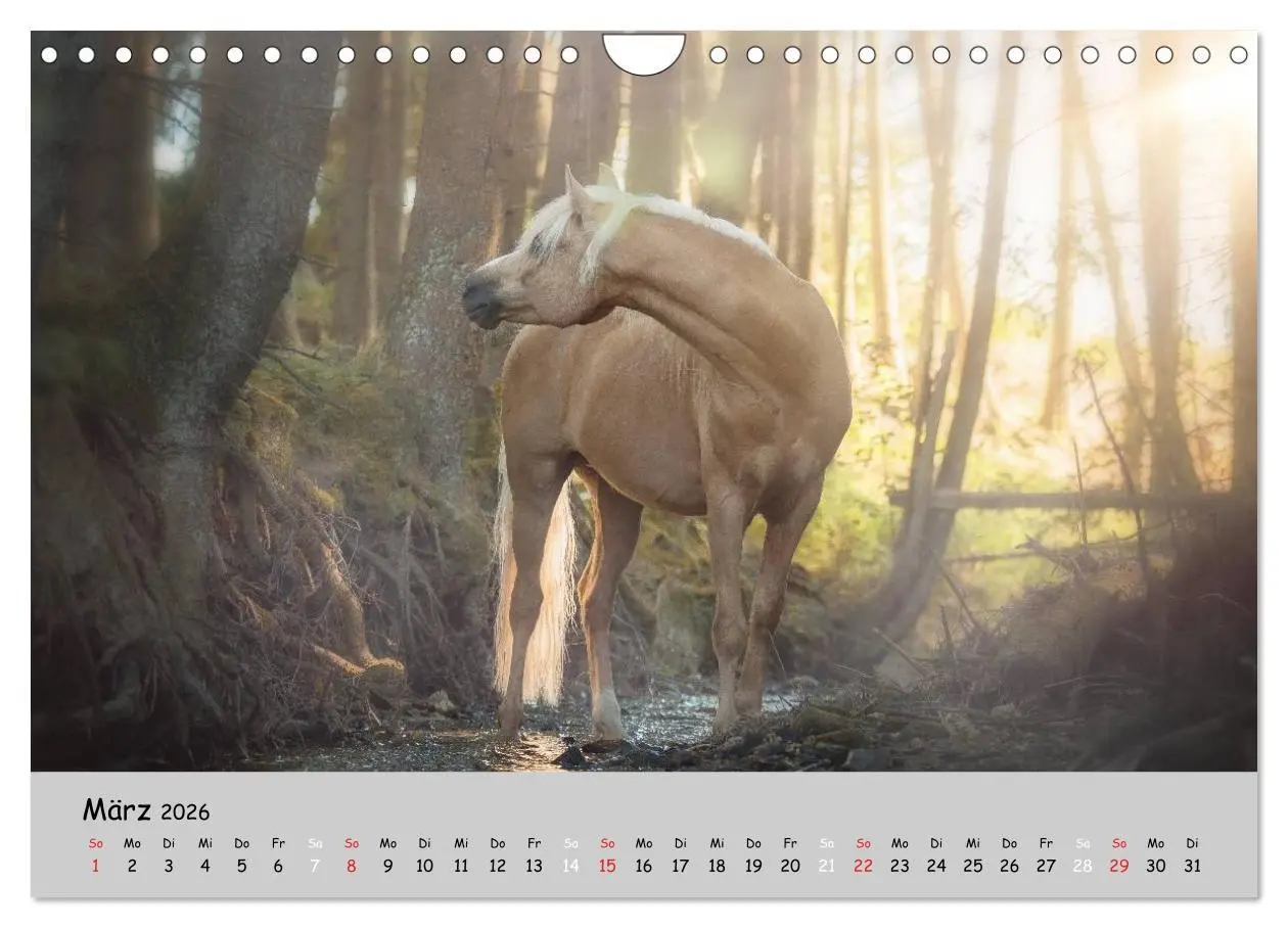Bild: 9783516021622 | Pferde - Anmut und Stärke gepaart mit Magie (Wandkalender 2026 DIN...