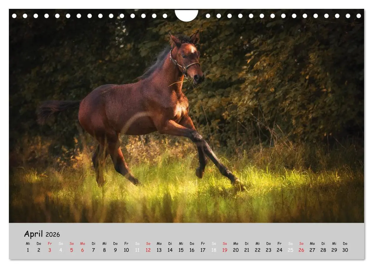 Bild: 9783516021622 | Pferde - Anmut und Stärke gepaart mit Magie (Wandkalender 2026 DIN...