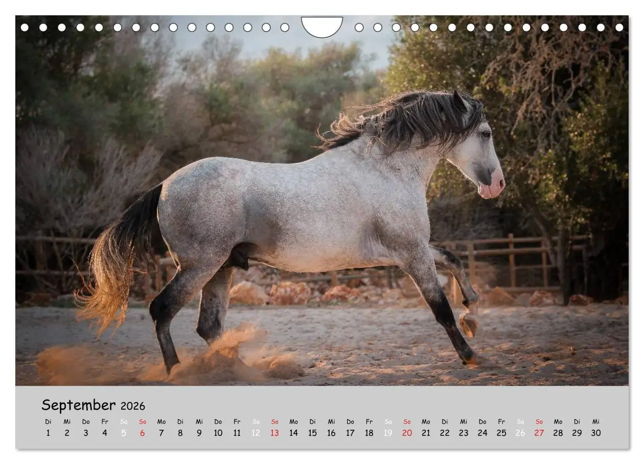 Bild: 9783516021622 | Pferde - Anmut und Stärke gepaart mit Magie (Wandkalender 2026 DIN...