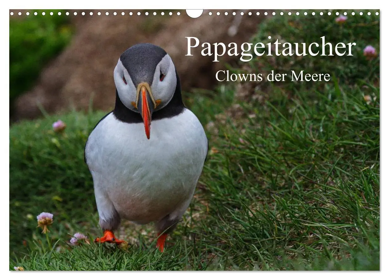 Cover: 9783516191622 | Papageitaucher Clowns der Meere (Wandkalender 2026 DIN A3 quer),...