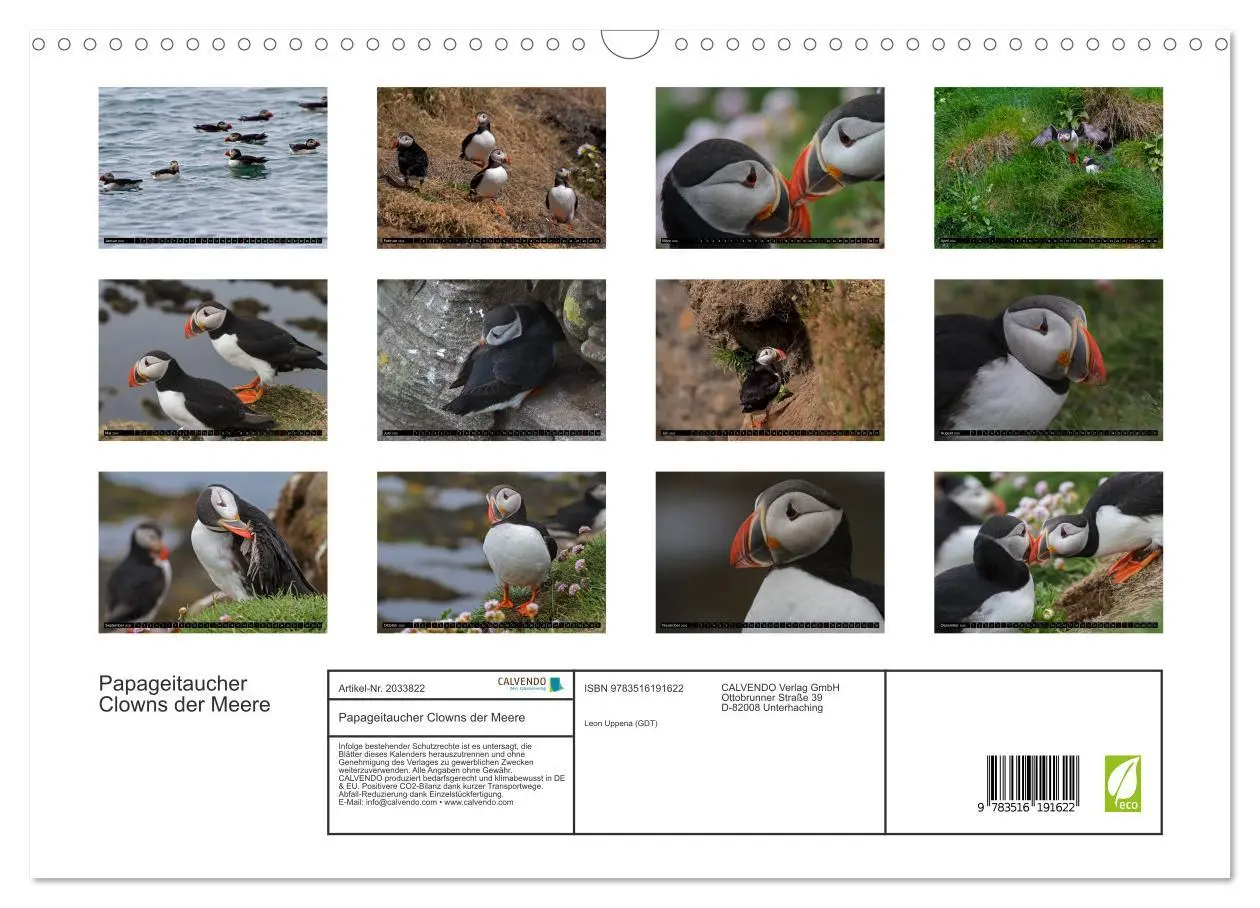 Bild: 9783516191622 | Papageitaucher Clowns der Meere (Wandkalender 2026 DIN A3 quer),...