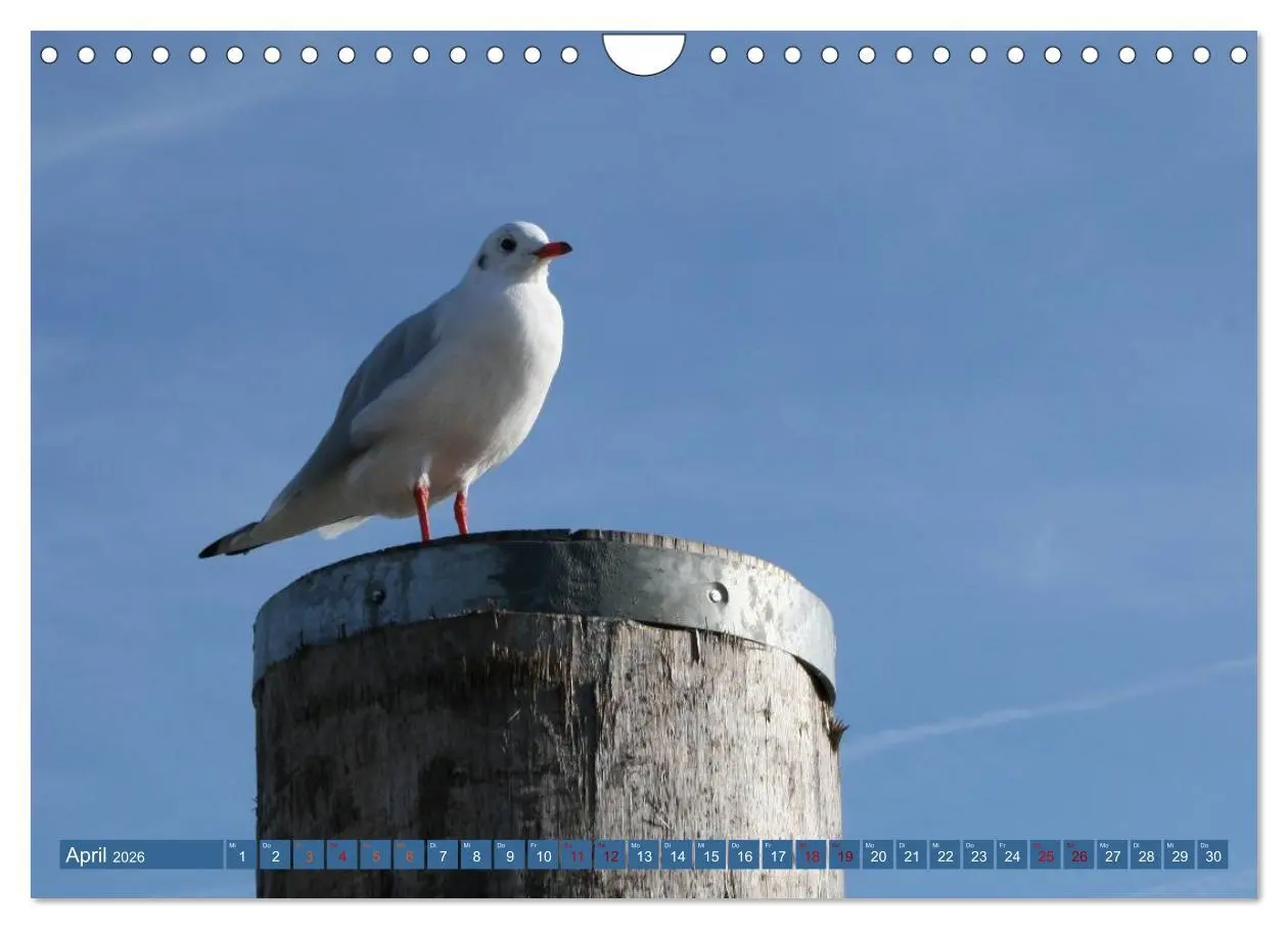 Bild: 9783516231922 | Maritimer Küstenzauber (Wandkalender 2026 DIN A4 quer), CALVENDO...