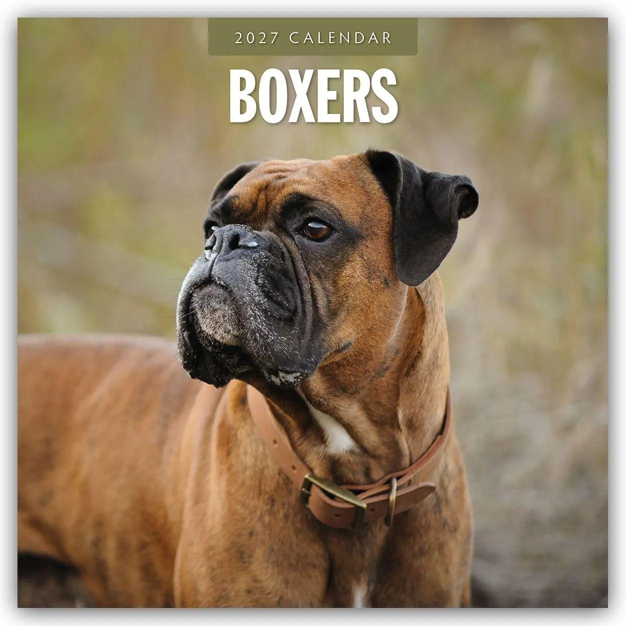 Cover: 9781837012022 | Boxers - Deutscher Boxer 2027 - 16-Monatskalender | Robin Red | 28 S.