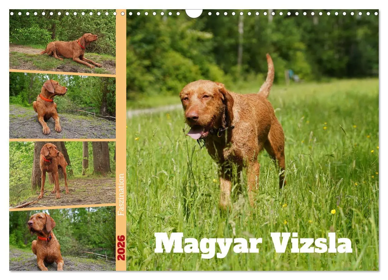 Cover: 9783457582022 | Faszination Magyar Vizsla (Wandkalender 2026 DIN A3 quer), CALVENDO...