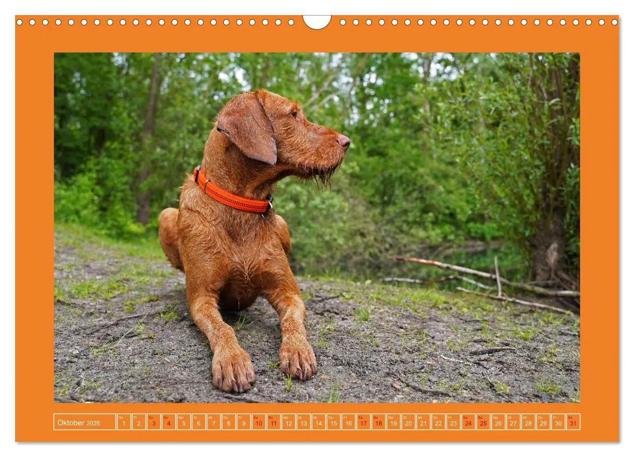 Bild: 9783457582022 | Faszination Magyar Vizsla (Wandkalender 2026 DIN A3 quer), CALVENDO...