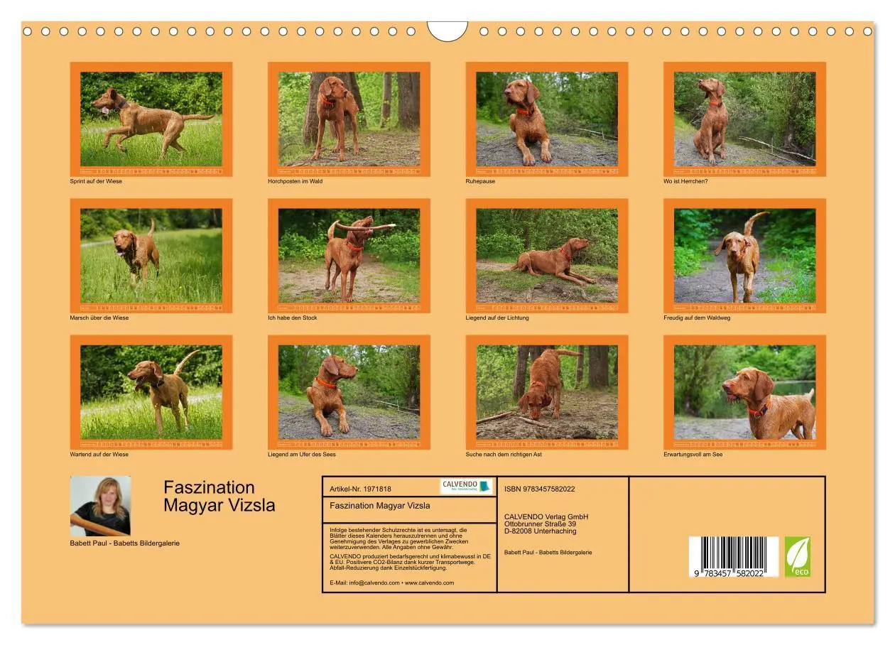 Bild: 9783457582022 | Faszination Magyar Vizsla (Wandkalender 2026 DIN A3 quer), CALVENDO...