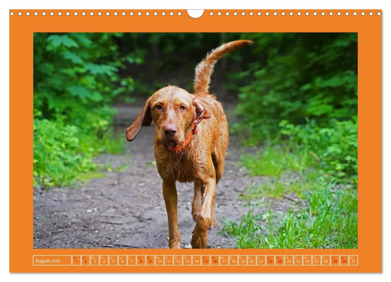 Bild: 9783457582022 | Faszination Magyar Vizsla (Wandkalender 2026 DIN A3 quer), CALVENDO...