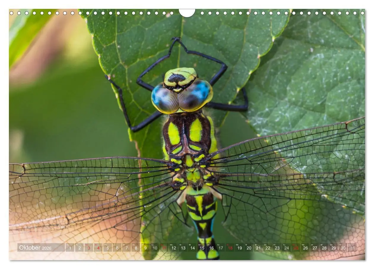 Bild: 9783516112122 | Libellen - Fliegende Edelsteine (Wandkalender 2026 DIN A3 quer),...