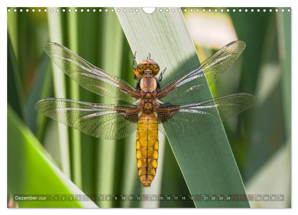 Bild: 9783516112122 | Libellen - Fliegende Edelsteine (Wandkalender 2026 DIN A3 quer),...