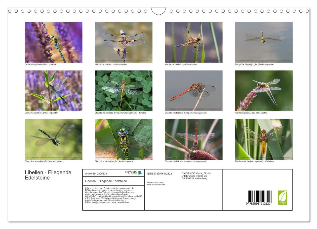 Bild: 9783516112122 | Libellen - Fliegende Edelsteine (Wandkalender 2026 DIN A3 quer),...