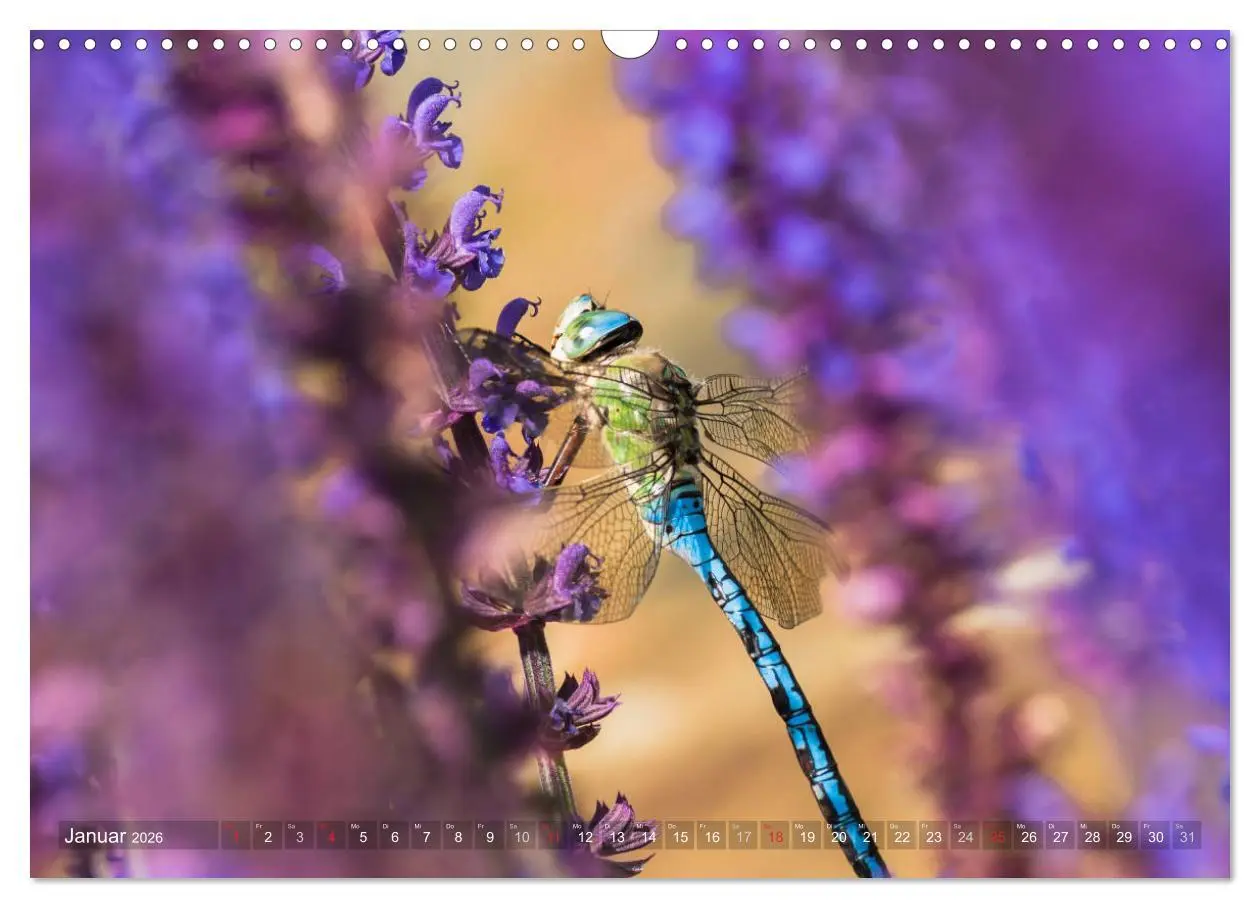 Bild: 9783516112122 | Libellen - Fliegende Edelsteine (Wandkalender 2026 DIN A3 quer),...