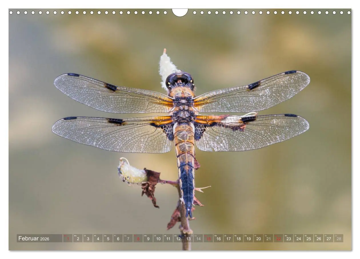 Bild: 9783516112122 | Libellen - Fliegende Edelsteine (Wandkalender 2026 DIN A3 quer),...