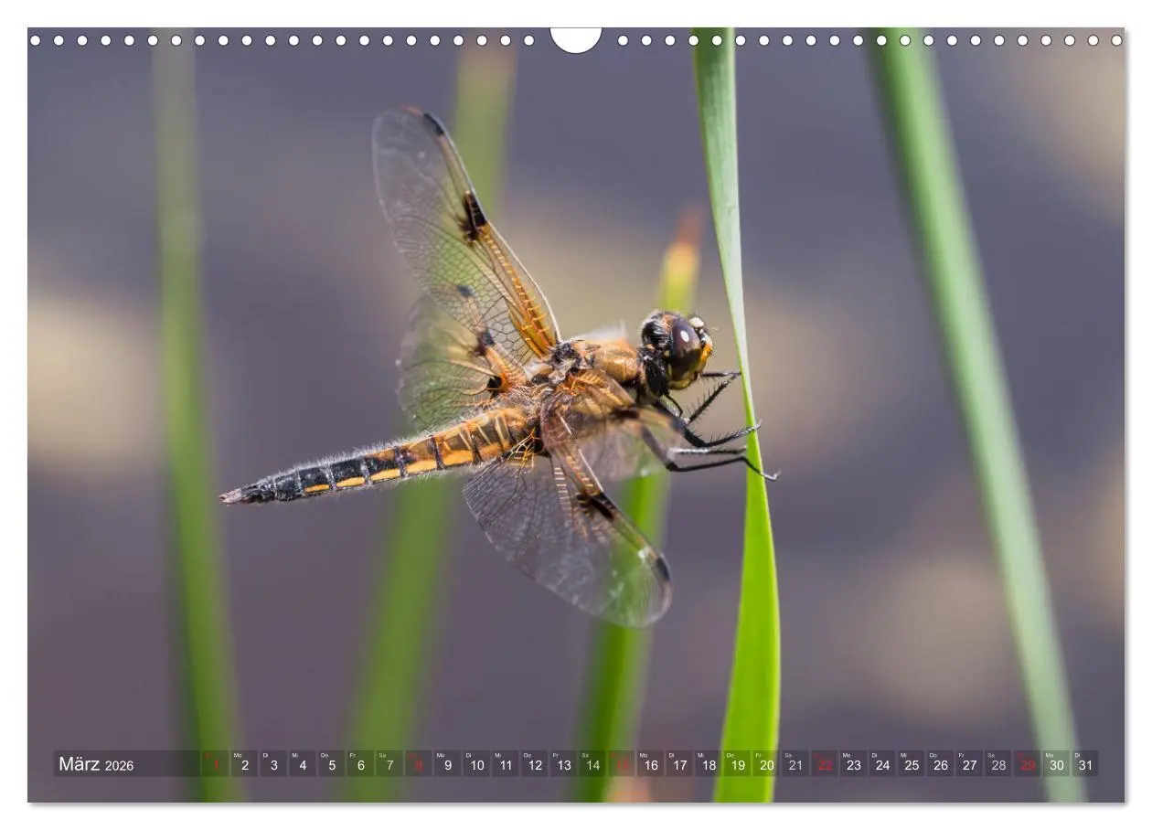 Bild: 9783516112122 | Libellen - Fliegende Edelsteine (Wandkalender 2026 DIN A3 quer),...