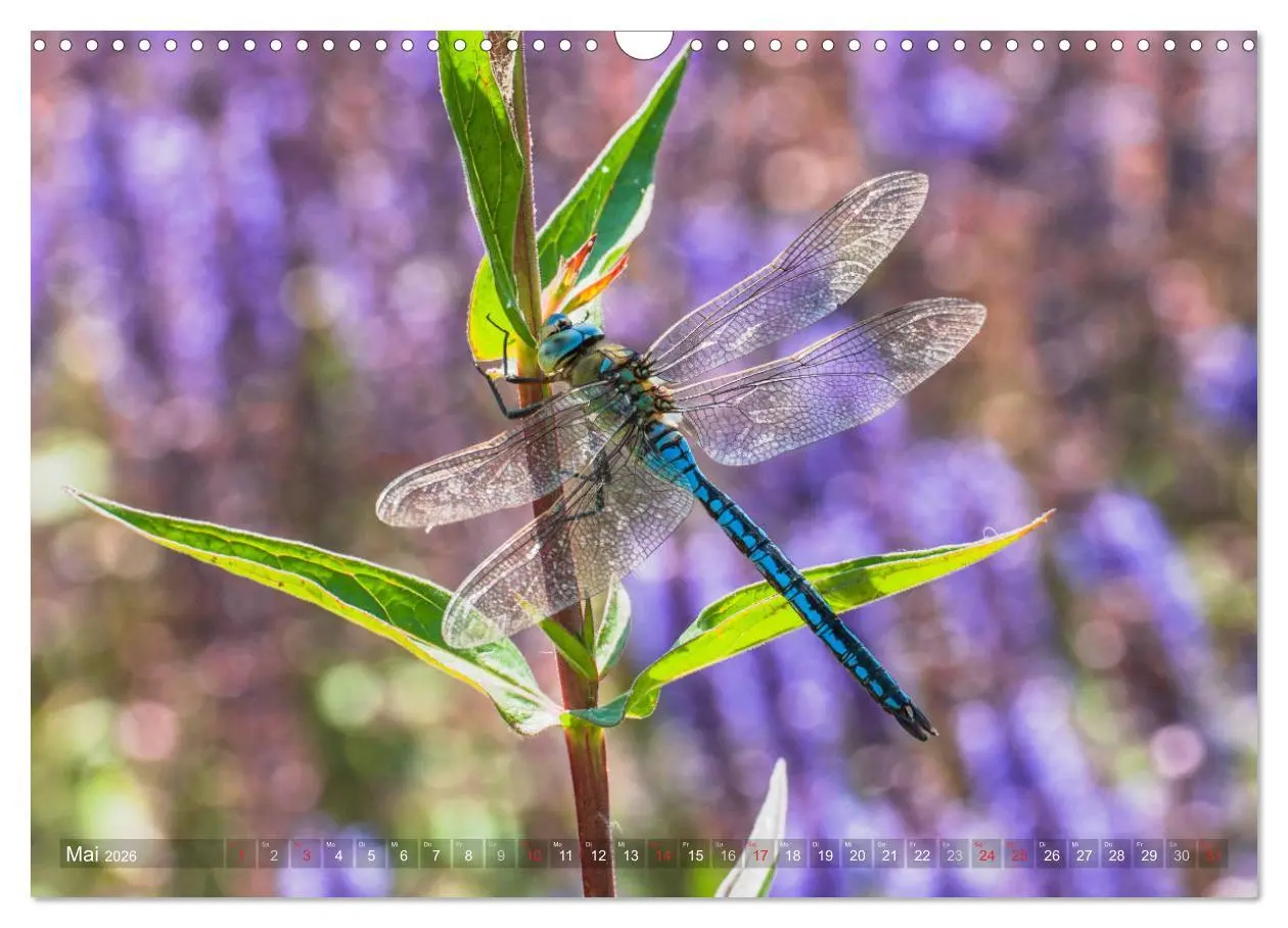 Bild: 9783516112122 | Libellen - Fliegende Edelsteine (Wandkalender 2026 DIN A3 quer),...