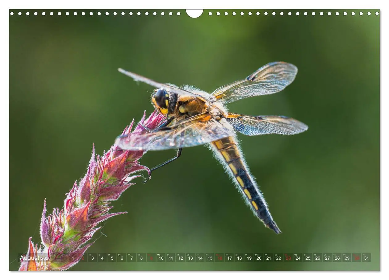Bild: 9783516112122 | Libellen - Fliegende Edelsteine (Wandkalender 2026 DIN A3 quer),...