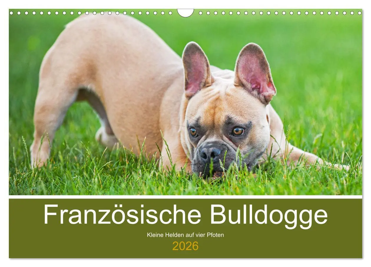 Cover: 9783457632222 | Französische Bulldogge - Kleine Helden auf vier Pfoten...