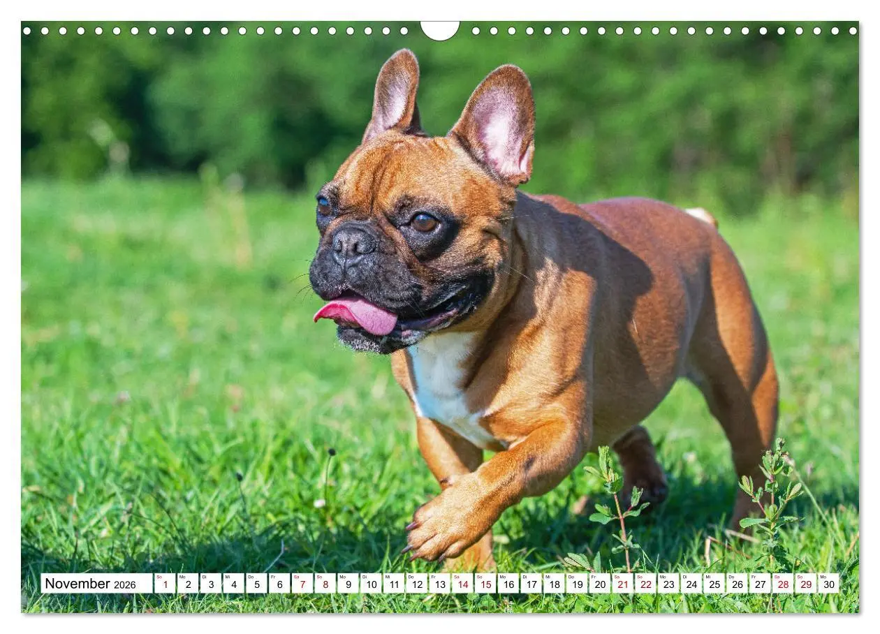Bild: 9783457632222 | Französische Bulldogge - Kleine Helden auf vier Pfoten...