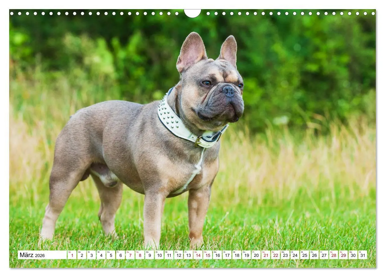 Bild: 9783457632222 | Französische Bulldogge - Kleine Helden auf vier Pfoten...