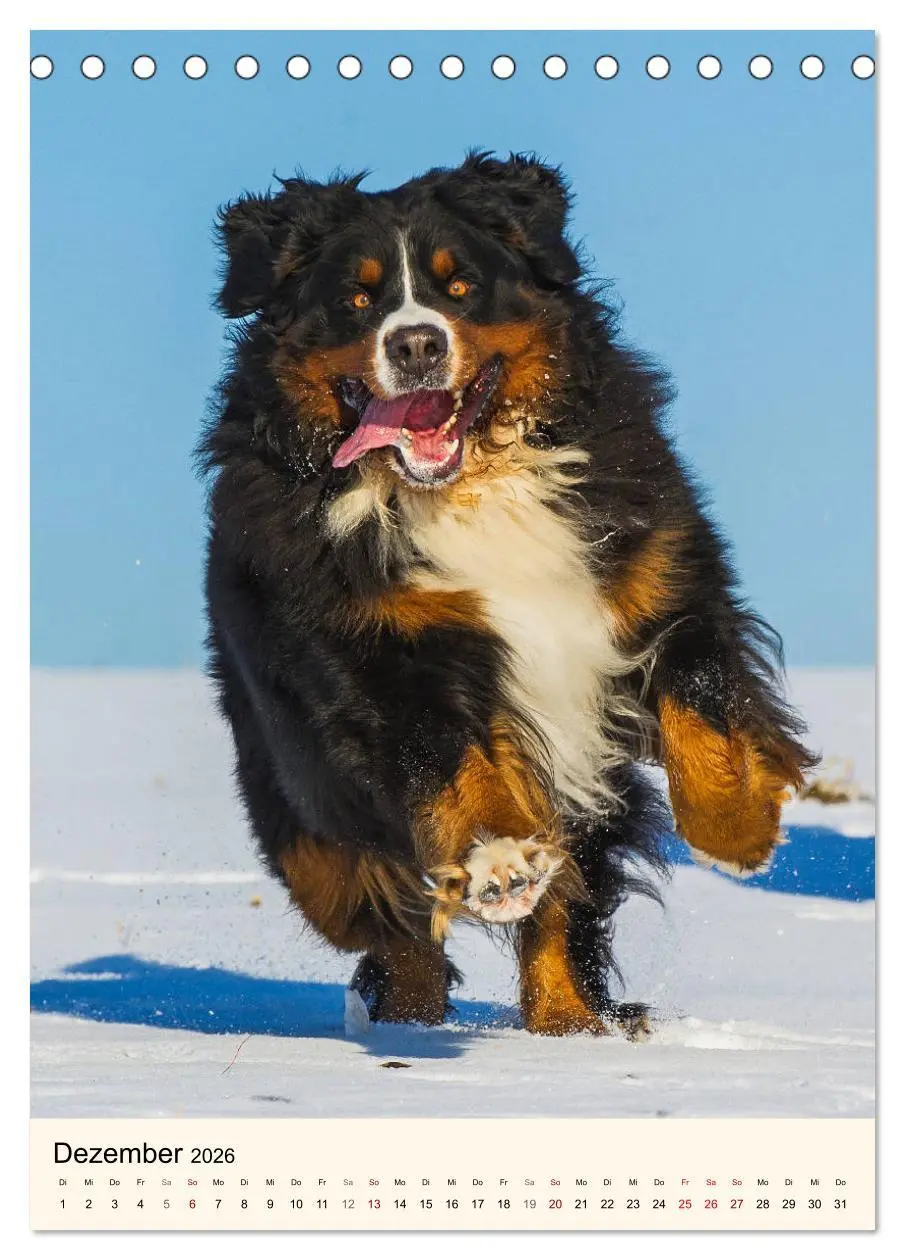 Bild: 9783516412222 | Die schönste Rasse der Welt - Berner Sennenhund (Tischkalender 2026...