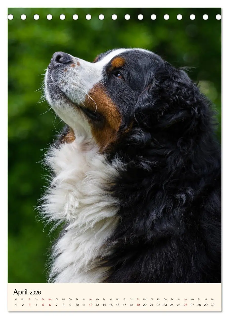 Bild: 9783516412222 | Die schönste Rasse der Welt - Berner Sennenhund (Tischkalender 2026...