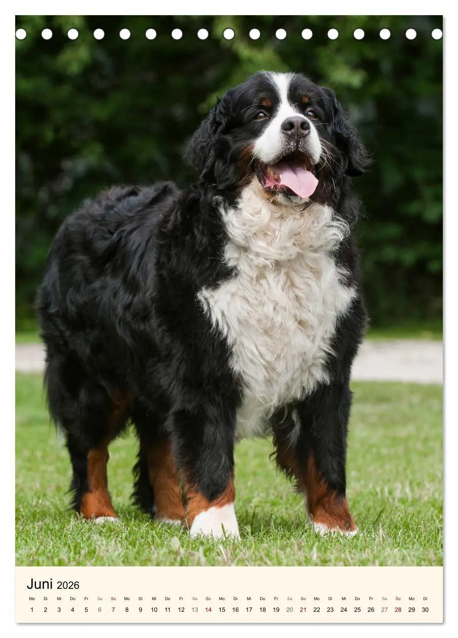 Bild: 9783516412222 | Die schönste Rasse der Welt - Berner Sennenhund (Tischkalender 2026...