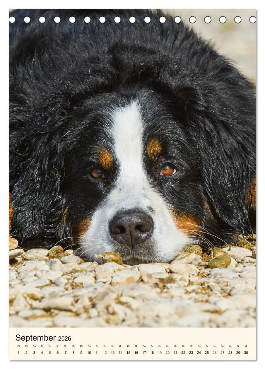 Bild: 9783516412222 | Die schönste Rasse der Welt - Berner Sennenhund (Tischkalender 2026...