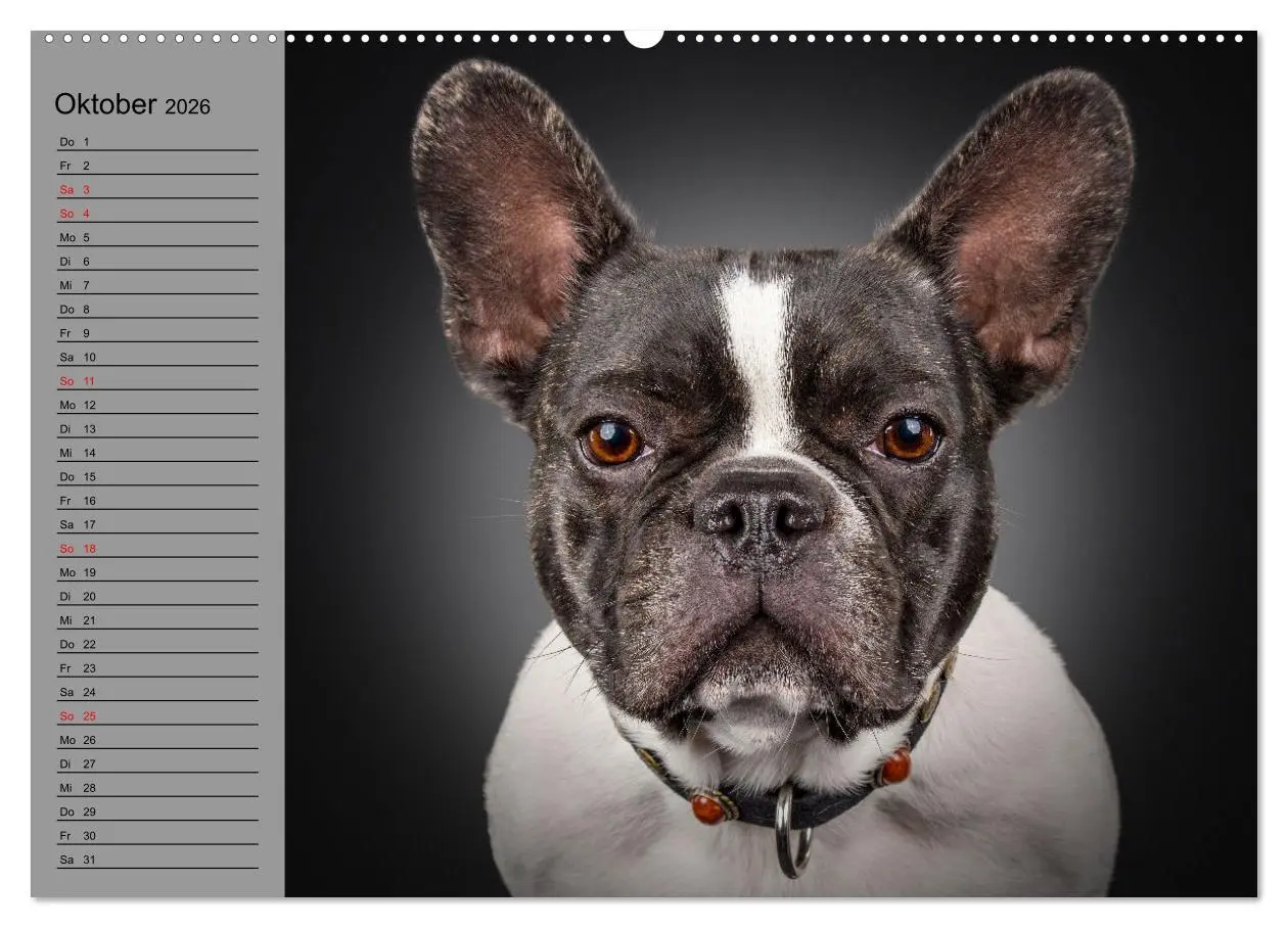 Bild: 9783457622322 | Bullymania - Französische Bulldoggen (Wandkalender 2026 DIN A2...