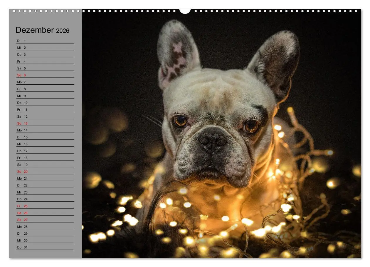 Bild: 9783457622322 | Bullymania - Französische Bulldoggen (Wandkalender 2026 DIN A2...