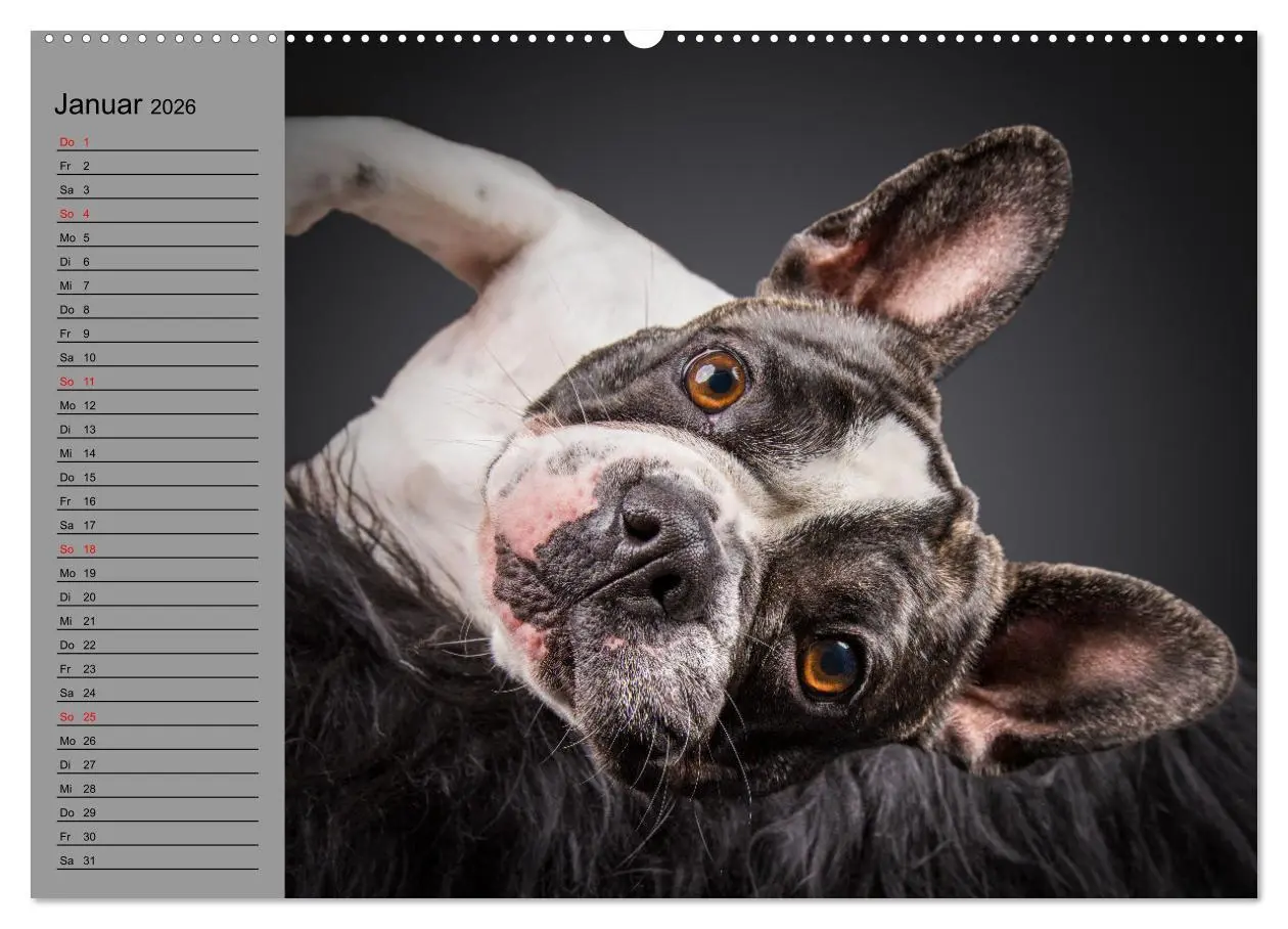 Bild: 9783457622322 | Bullymania - Französische Bulldoggen (Wandkalender 2026 DIN A2...