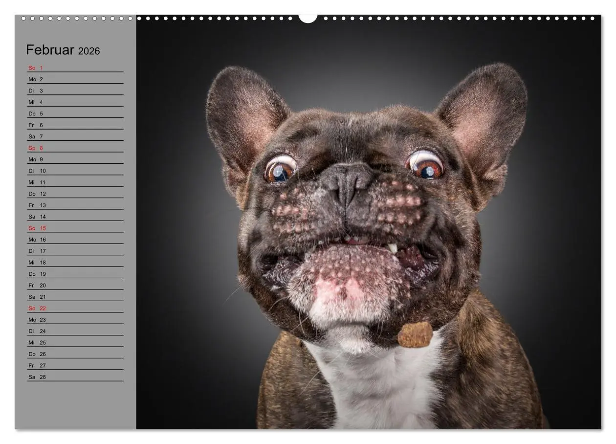 Bild: 9783457622322 | Bullymania - Französische Bulldoggen (Wandkalender 2026 DIN A2...